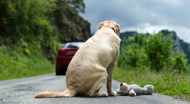 En Facebook se hizo viral una escena que protagonizó un joven que rescató a tres perritos. En Facebook se hizo viral una escena que protagonizó un joven que rescató a tres perritos.