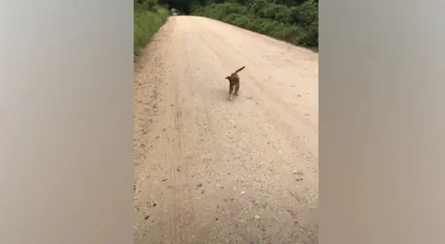 Los tres perritos fueron abandonados en medio de una solitaria carretera. Los tres perritos fueron abandonados en medio de una solitaria carretera.