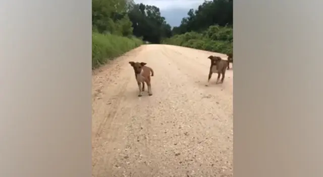 Los tres perritos fueron abandonados en medio de una solitaria carretera. Los tres perritos fueron abandonados en medio de una solitaria carretera.