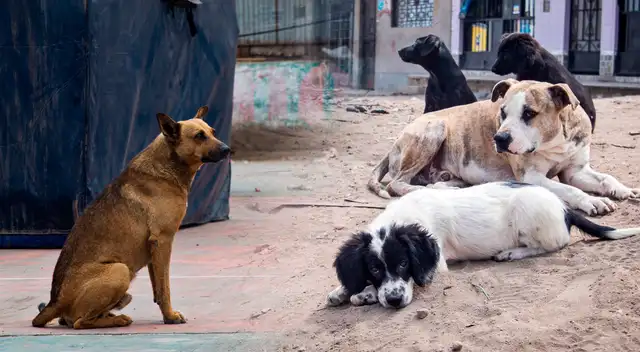 Proyecto de ley fue presentado en el 2019, pero no pudo concretarse.