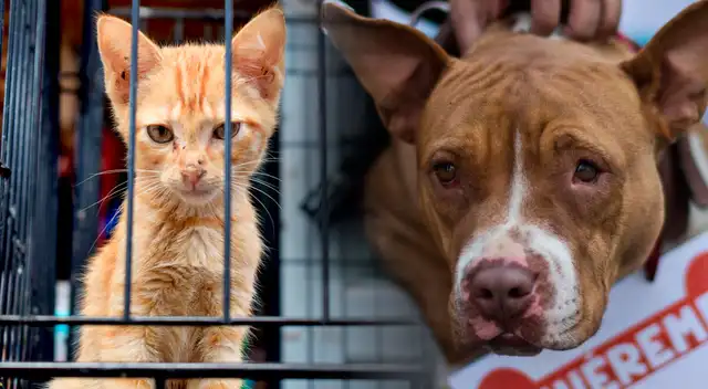 Daniel Olivares, del Partido Morado, es uno de los principales impulsores de este proyecto.