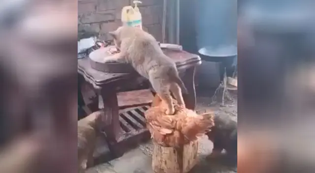 Un gallo ayuda a un perrito a subirse a la mesa para robar la comida Un gallo ayuda a un perrito a subirse a la mesa para robar la comida