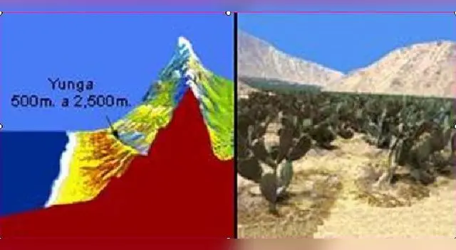 Es la segunda región natural del Perú. Es la segunda región natural del Perú.