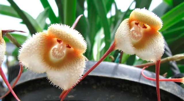 Orquídeas cara de mono Orquídeas cara de mono