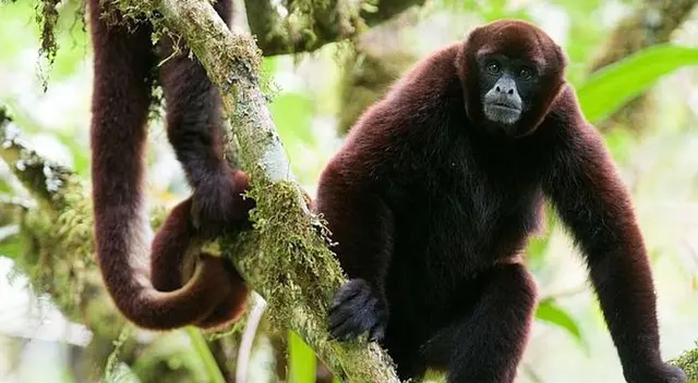 El mono choro El mono choro