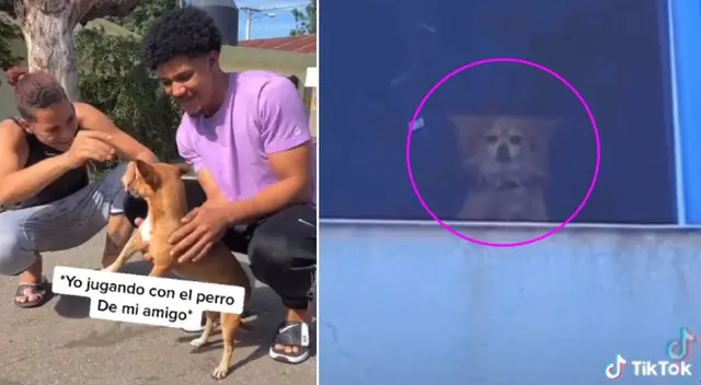 El perrito no soportó que su dueño tocara a otra mascota. El perrito no soportó que su dueño tocara a otra mascota.