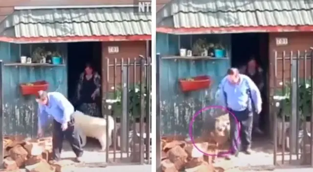 Perrito vio que su dueño necesitaba ayuda para cargar un trozo de madera y tuvo tierno gesto