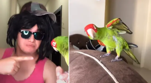 Loro y su dueño protagonizan divertida parodia de la canción 'Yasuri Yamileth'. Loro y su dueño protagonizan divertida parodia de la canción 'Yasuri Yamileth'.