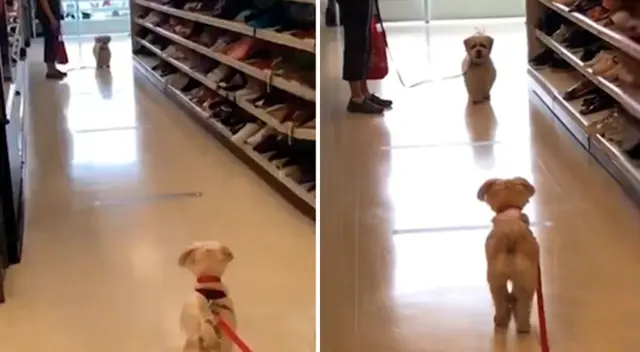 El reencuentro de los perritos cautivó a más de uno en Facebook.