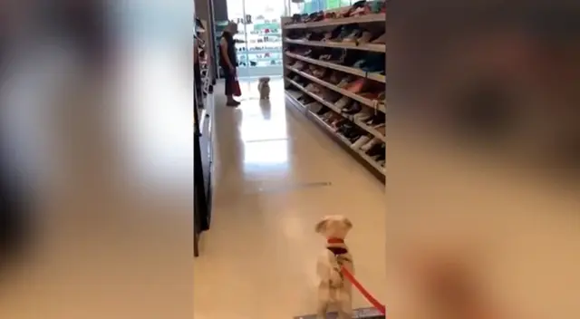 El reencuentro de los perritos cautivó a más de uno en Facebook.