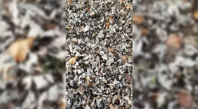 Reto visual: encuentra al gato escondido entre las hojas. Reto visual: encuentra al gato escondido entre las hojas.