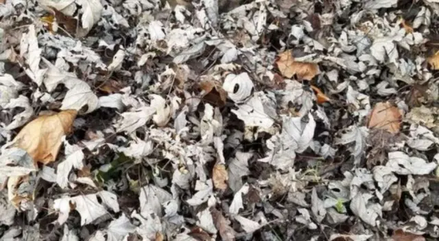 Reto visual: encuentra al gato escondido entre las hojas. Reto visual: encuentra al gato escondido entre las hojas.