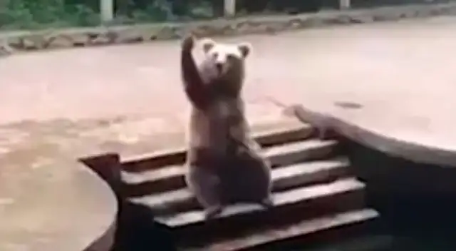 Oso conmueve a todos al saludar con su pata para recibir golosinas