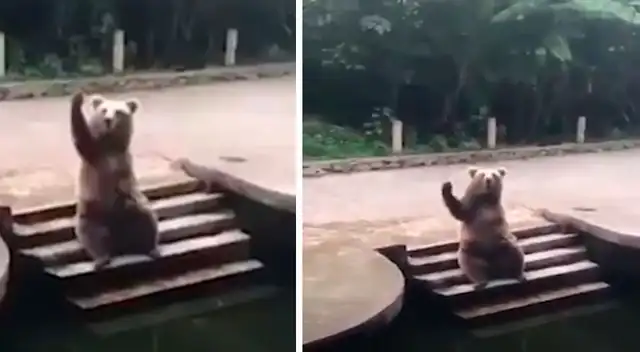 Oso conmueve a todos al saludar con su pata para recibir golosinas