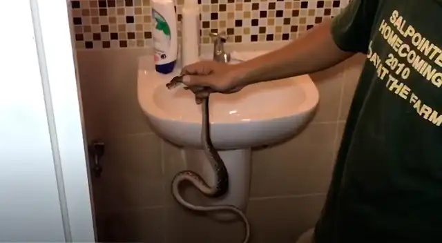 El preciso momento en que sacan a la serpiente del inodoro de la casa de la víctima.
