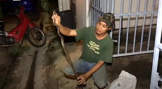 El preciso momento en que sacan a la serpiente del inodoro de la casa de la víctima.