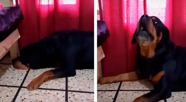 El perrito más dramático se robó el corazón de todos en TikTok.