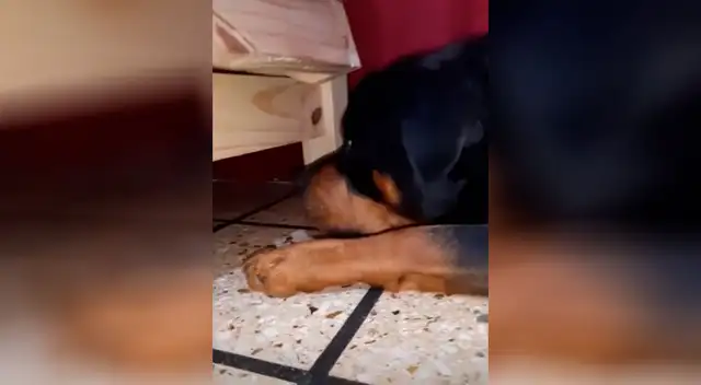 El perrito más dramático se robó el corazón de todos en TikTok.