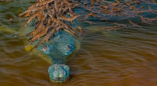 Foto del cocodrilo Gavialis gangeticus y sus más de 100 crías. Foto del cocodrilo Gavialis gangeticus y sus más de 100 crías.