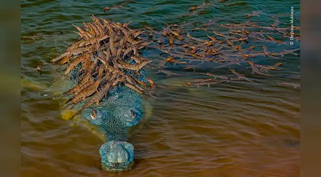 Foto del cocodrilo Gavialis gangeticus y sus más de 100 crías. Foto del cocodrilo Gavialis gangeticus y sus más de 100 crías.