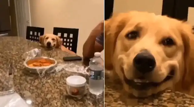 El perrito hizo todo lo posible para convencer a su dueña.