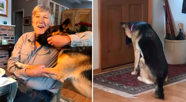 La perrita que se sentó al frente a su puerta para esperar la llegada de su amo.