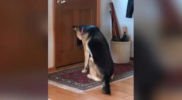 La perrita que se sentó al frente a su puerta para esperar la llegada de su amo.