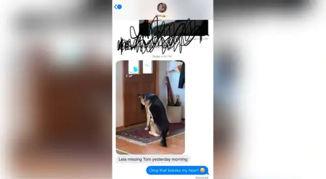 La perrita que se sentó al frente a su puerta para esperar la llegada de su amo.