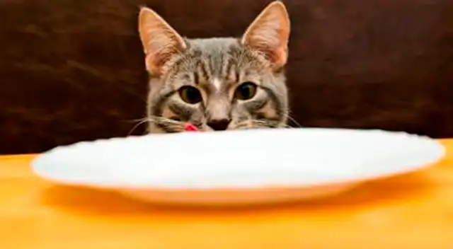 Aprende cómo alimentar a un gatito desnutrido. Aprende cómo alimentar a un gatito desnutrido.