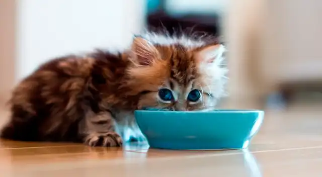 Aprende cómo alimentar a un gatito desnutrido. Aprende cómo alimentar a un gatito desnutrido.