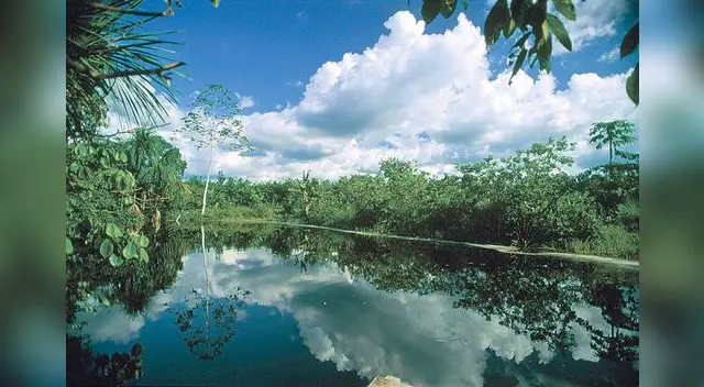 Yungas o yunga son regiones o ecorregiones de bosque andino y selva de montaña a lo largo del flanco oriental de los Andes centrales. Yungas o yunga son regiones o ecorregiones de bosque andino y selva de montaña a lo largo del flanco oriental de los Andes centrales.