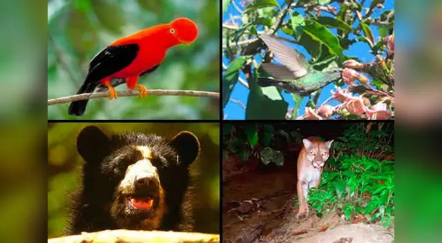 La región Yunga albergaría a las ecorregiones de Desierto Costero Subtropical (por encima de los 500 m s.n.m.), Matorral Desértico-Bosque Seco entre otras. La región Yunga albergaría a las ecorregiones de Desierto Costero Subtropical (por encima de los 500 m s.n.m.), Matorral Desértico-Bosque Seco entre otras.