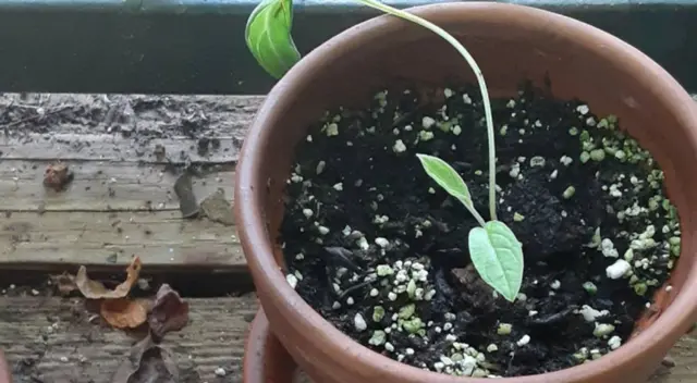 Reto viral: encuentra a la rana escondida en la imagen. Reto viral: encuentra a la rana escondida en la imagen.