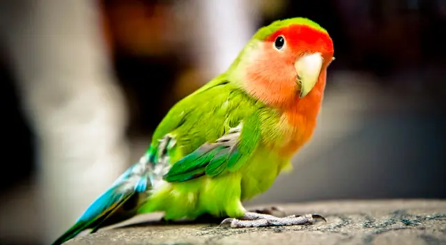 El pequeño loro cautivó a todos en Instagram.