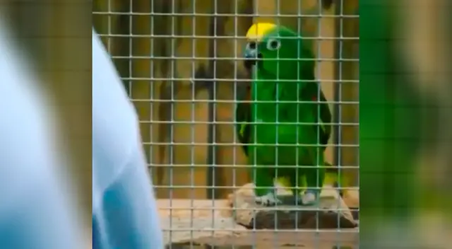 El pequeño loro cautivó a todos en Instagram.