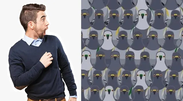 Reto viral: encuentra al gato escondido entre las palomas. Reto viral: encuentra al gato escondido entre las palomas.