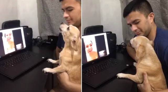 El perrito se emocionó al ver a su dueña a través de la videollamada. El perrito se emocionó al ver a su dueña a través de la videollamada.