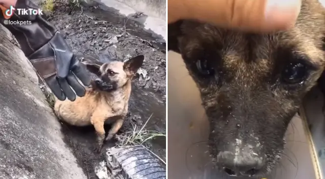La perrita fue arrojada al interior de una zanja abandonada. La perrita fue arrojada al interior de una zanja abandonada.