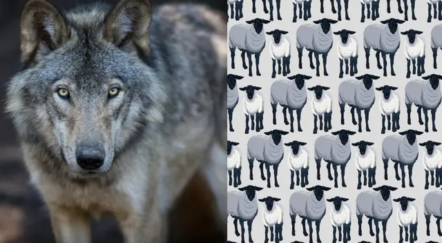 Reto viral: encuentra a los lobos escondidos entre las ovejas. Reto viral: encuentra a los lobos escondidos entre las ovejas.