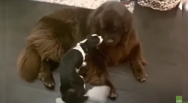 El perrito adoptado fue recibido por su nuevo hermano mayor. El perrito adoptado fue recibido por su nuevo hermano mayor.