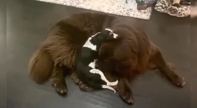 El perrito adoptado fue recibido por su nuevo hermano mayor. El perrito adoptado fue recibido por su nuevo hermano mayor.