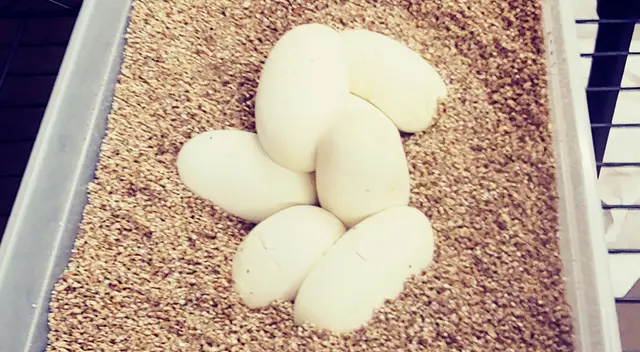 Serpiente hembra pitón abrazando sus huevos.