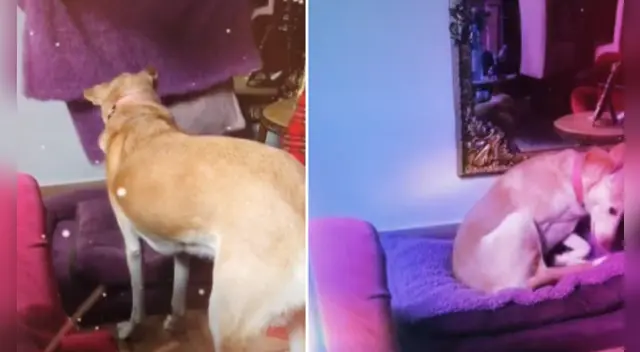 En el clip de TikTok se puede ver al perro con una curiosa actitud frente a su dueña ya que no ve su cama lista. En el clip de TikTok se puede ver al perro con una curiosa actitud frente a su dueña ya que no ve su cama lista.