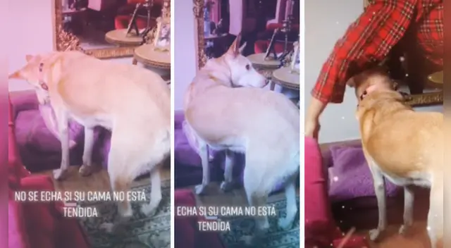 En el clip de TikTok se puede ver al perro con una curiosa actitud frente a su dueña ya que no ve su cama lista. En el clip de TikTok se puede ver al perro con una curiosa actitud frente a su dueña ya que no ve su cama lista.