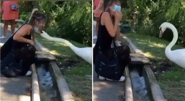 El ave fue bautizado como 'Cisne antiCOVID'.