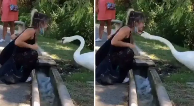 El ave fue bautizado como 'Cisne antiCOVID'.