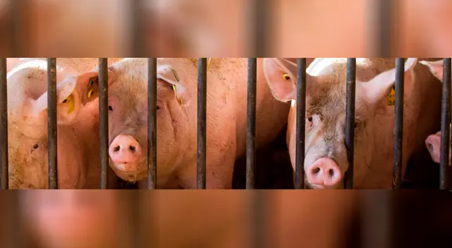 Peste porcina africana amenaza la comercialización de cerdos en Alemania.