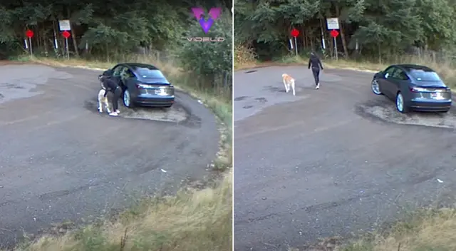 La mujer dejó a su perro en medio de un frondoso bosque en Estados Unidos.