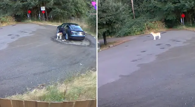 La mujer dejó a su perro en medio de un frondoso bosque en Estados Unidos.