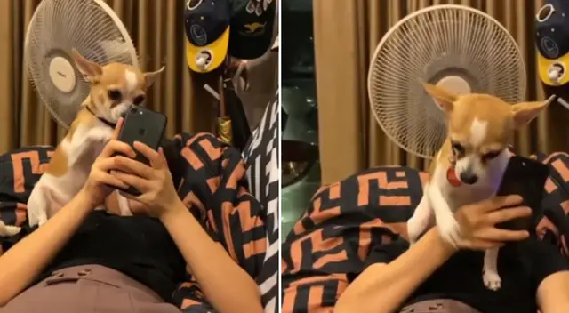 El perrito chihuahua trató de ganarse la atención de su dueña. El perrito chihuahua trató de ganarse la atención de su dueña.